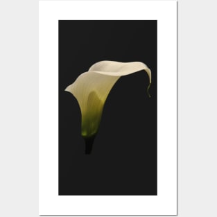 White Calla Lily Posters and Art